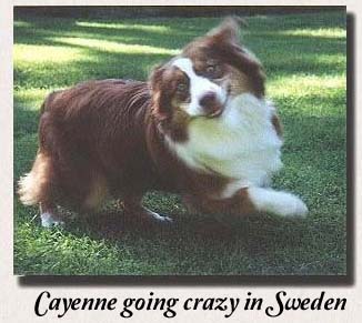 Bonza Cayenne of Cabocoons in Sweden