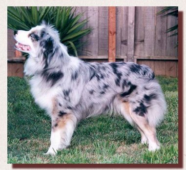 Bonza's Chyna Blue Moonbeams