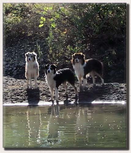 Diesel, Jessie, and Harley at the lake