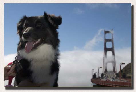 Molly in San Francisco