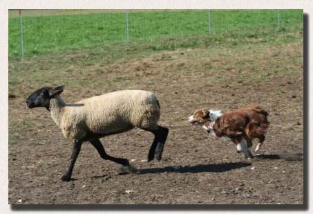 Bonza's Red Hot Rafael herding sheep in Canada